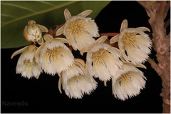 Elaeocarpus tuberculatus